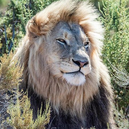 Mont Eco Game Reserve Montagu Εξωτερικό φωτογραφία