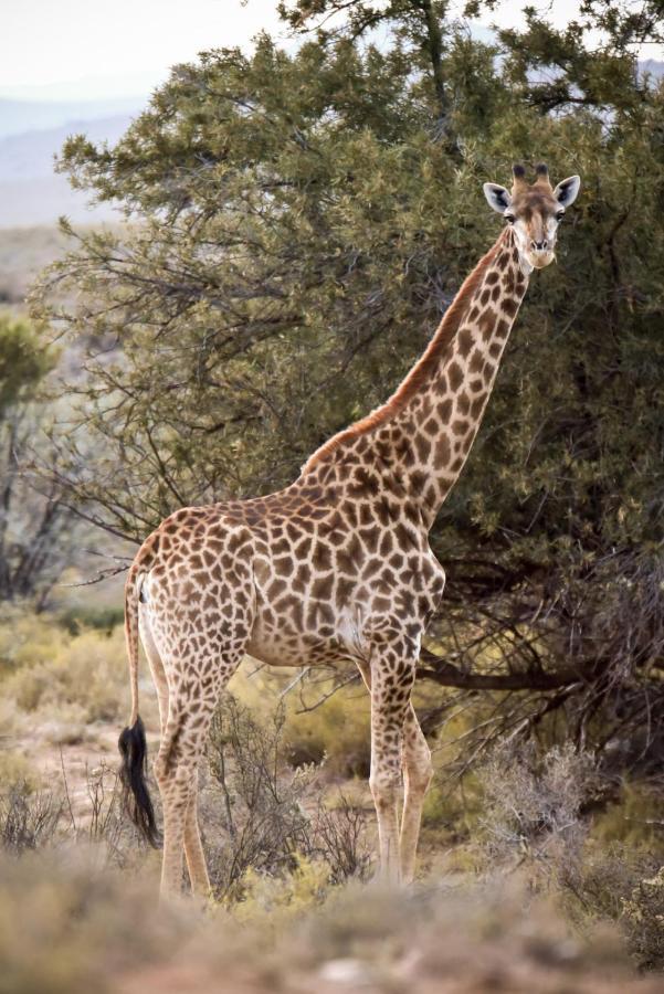 Mont Eco Game Reserve Montagu Εξωτερικό φωτογραφία