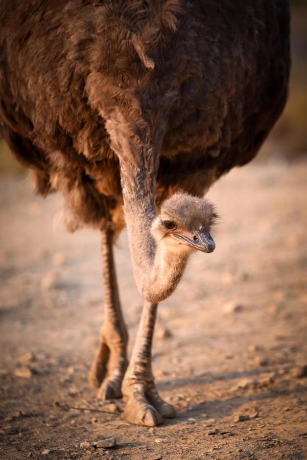 Mont Eco Game Reserve Montagu Εξωτερικό φωτογραφία