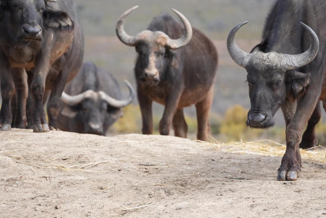 Mont Eco Game Reserve Montagu Εξωτερικό φωτογραφία