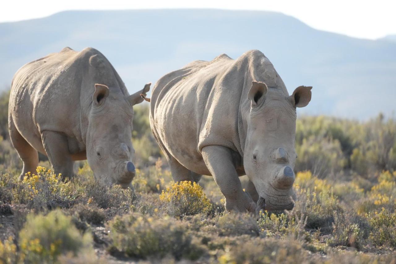 Mont Eco Game Reserve Montagu Εξωτερικό φωτογραφία