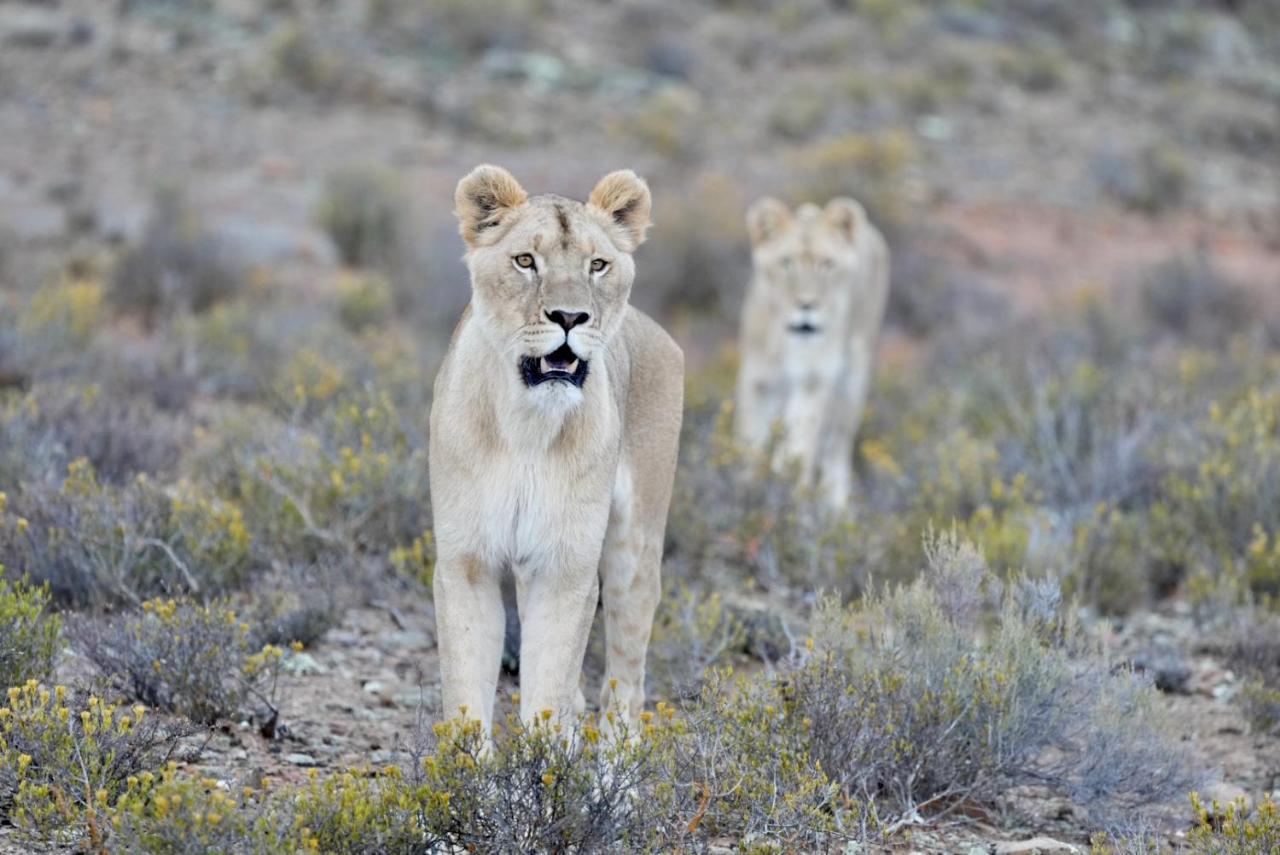 Mont Eco Game Reserve Montagu Εξωτερικό φωτογραφία