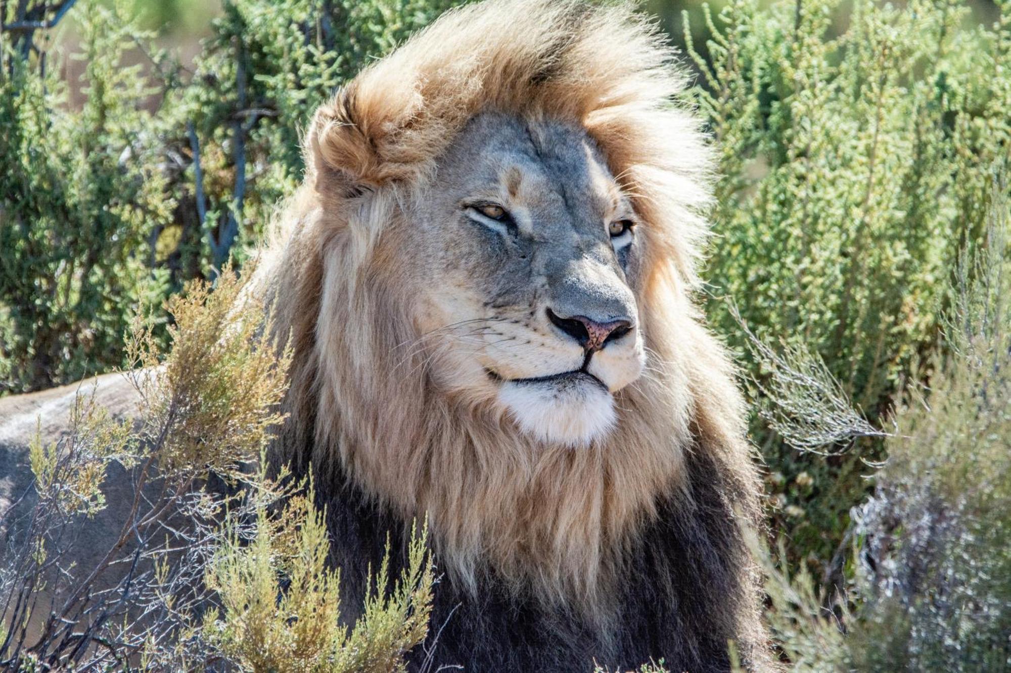 Mont Eco Game Reserve Montagu Εξωτερικό φωτογραφία